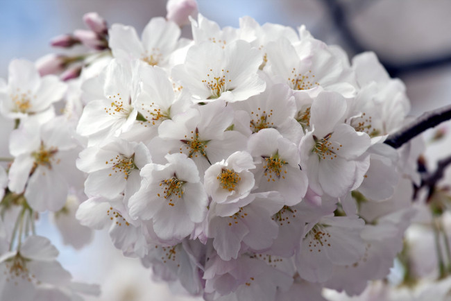 Обои картинки фото цветы, сакура, вишня, цветение, ветка