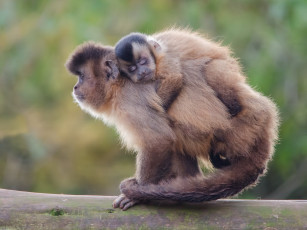 Картинка животные обезьяны детёныш беличьи саймири