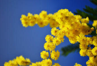 Картинка цветы мимоза пушистики