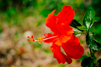 Картинка цветы гибискусы красный гибискус