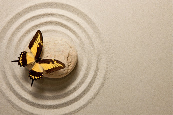 Картинка животные бабочки песок бабочка