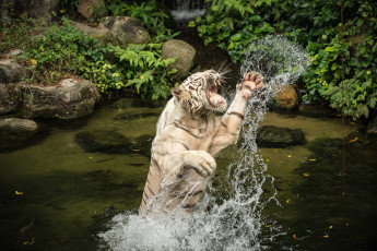 Картинка животные тигры прыжок