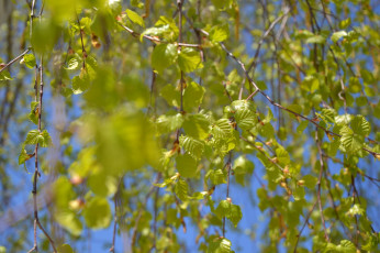 Картинка природа листья макро листва ветки лето