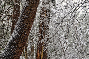 Картинка природа зима снег ветки лес