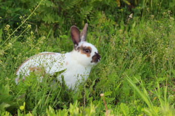 Картинка животные кролики +зайцы уши