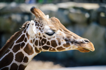 Картинка животные жирафы профиль морда пятна