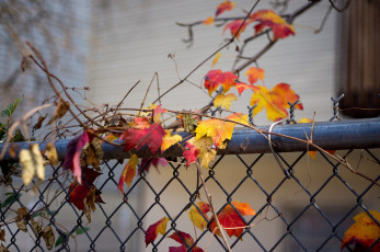 Картинка природа листья цвета макро осень