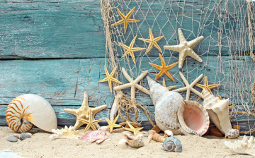 Картинка разное ракушки +кораллы +декоративные+и+spa-камни дерево камушки сетка пляж песок морские звезды