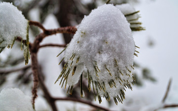 Картинка природа макро ветка хвоя холод снег иголки