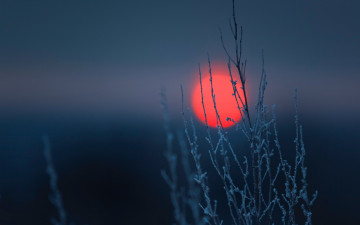 Картинка природа восходы закаты растение закат небо солнце