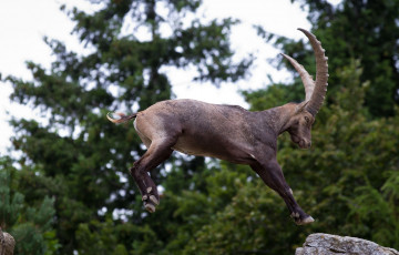Картинка животные козы прыжок