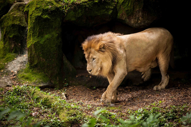 Обои картинки фото животные, львы, грива