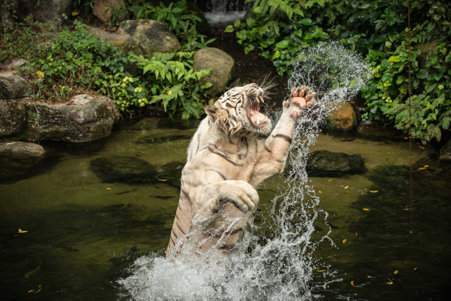 Обои картинки фото животные, тигры, прыжок