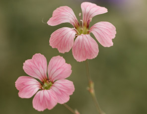 Картинка цветы фон макро розовые