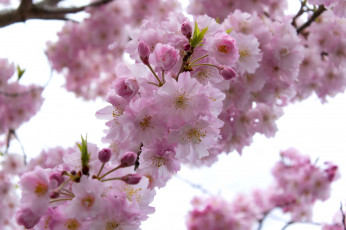 Картинка цветы сакура +вишня весна ветка вишня цветение