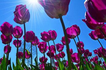 Картинка цветы тюльпаны весна лучи солнце небо