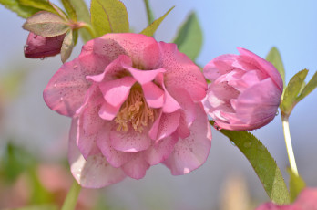 Картинка цветы геллеборус+ морозник макро розовые яркие