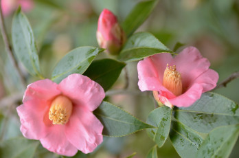 Картинка цветы камелии макро листья розовые