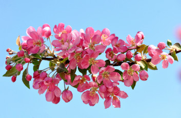 Картинка цветы цветущие+деревья+ +кустарники цветение ветка весна