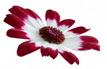 Картинка цветы хризантемы белый фон цветок бело-красный макро лепестки