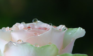 Картинка цветы розы макро роза белая капли роса вода лепестки