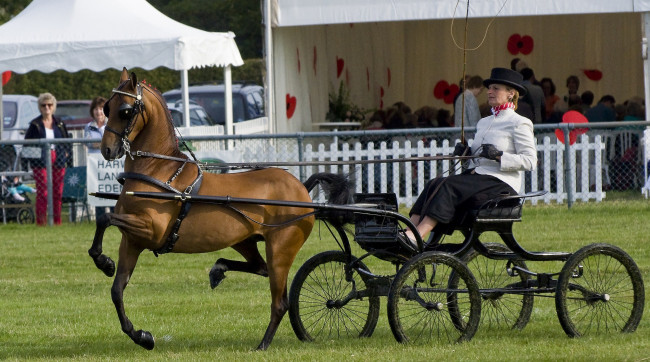 Обои картинки фото спорт, конный спорт, лошадь, ипподром, выездка, коляска