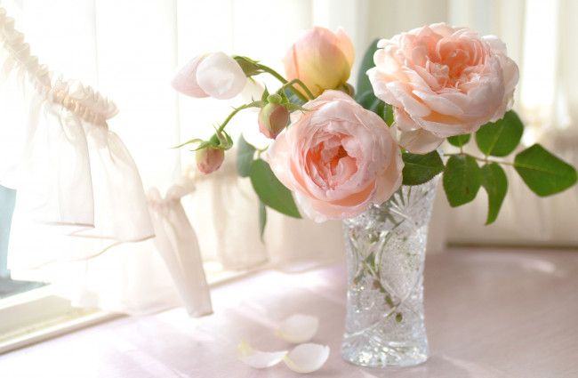 Обои картинки фото цветы, розы, свет, ваза, нежность, лепестки, окно