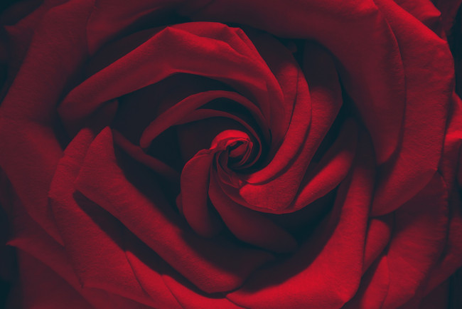 Обои картинки фото цветы, розы, роза, красная, лепестки, макро
