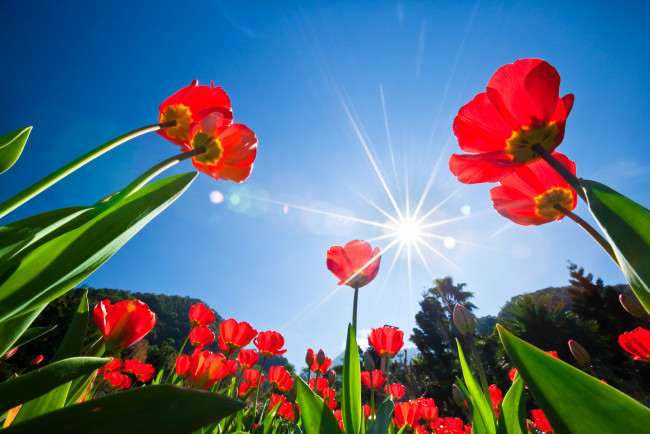 Обои картинки фото цветы, тюльпаны, деревья, лучи, солнце, небо