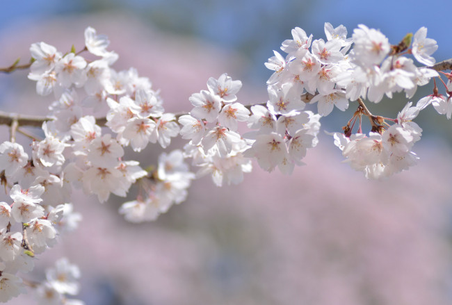 Обои картинки фото цветы, сакура,  вишня, макро, ветка, весна, нежность