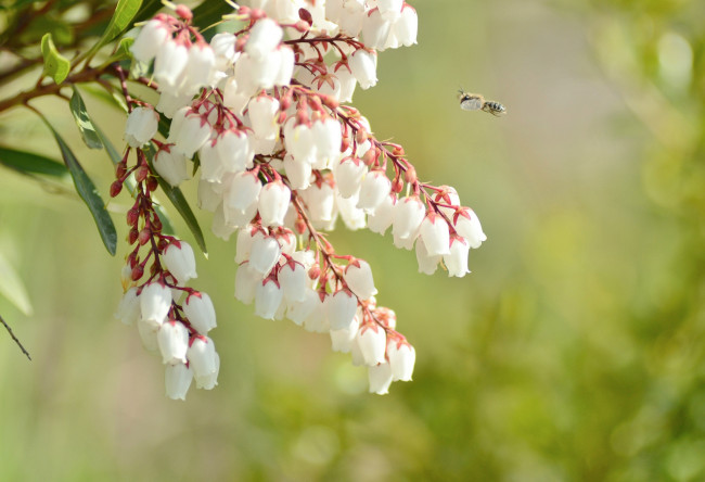 Обои картинки фото цветы, фон, ветки, колокольчики, пчела, нежность