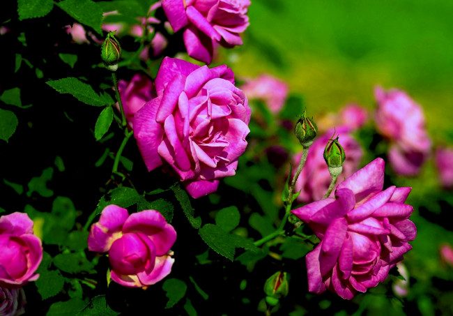 Обои картинки фото цветы, розы, сиреневый