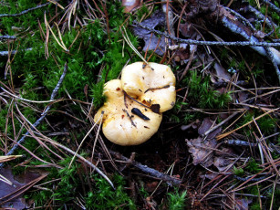 Картинка природа грибы лисичка