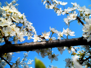 Картинка веточка цветы цветущие+деревья+ +кустарники пчела цветочки ветка
