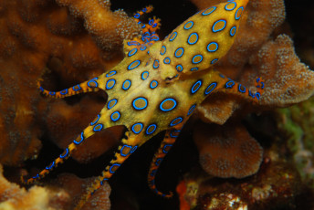 Картинка животные морская+фауна головоногие спрутовые осьминог подводный мир море вода океан