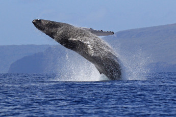 Картинка животные киты +кашалоты прыжок океан море морские млекопитающее кит