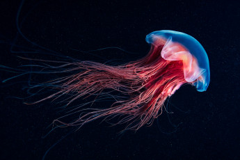 Картинка животные медузы океан море медуза подводный мир