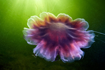 обоя животные, медузы, океан, море, подводный, мир, медуза