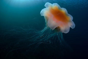 Картинка животные медузы подводный мир море океан медуза