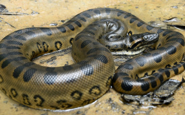 Картинка анаконда животные змеи +питоны +кобры пресмыкающиеся змея чешуйчатые