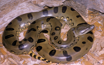 Картинка анаконда животные змеи +питоны +кобры пресмыкающиеся змея чешуйчатые