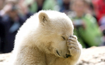 Картинка животные медведи полярный белый медведь лапа