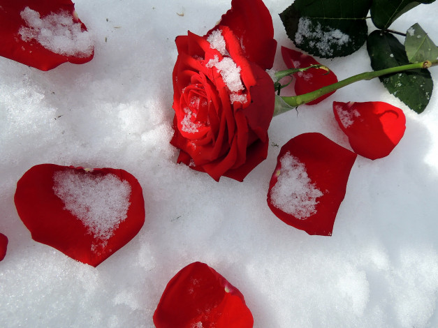 Обои картинки фото цветы, розы, лепестки, снег, роза, алый