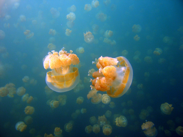 Обои картинки фото животные, медузы, море, медуза, подводный, мир, океан