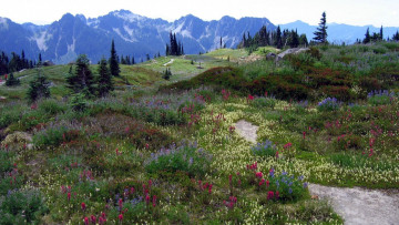Картинка природа луга цветы луг горы