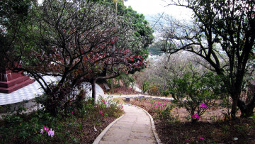Картинка природа парк аллея весна деревья цветущие