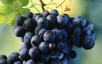 Картинка природа Ягоды +виноград капли гроздь