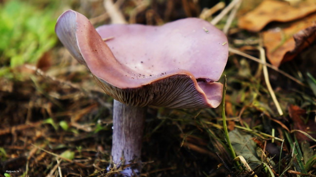 Обои картинки фото природа, грибы, фиолетовый