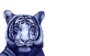обоя рисованное, животные,  тигры, графика, голова, зверь, тигр