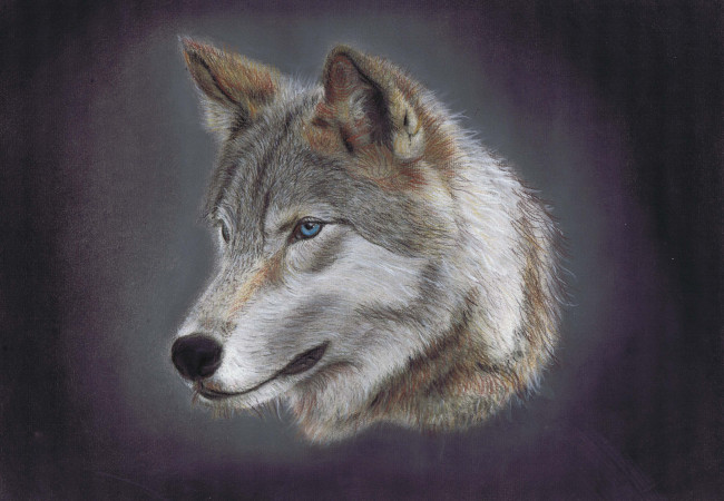 Обои картинки фото рисованное, животные,  волки, фон, волк
